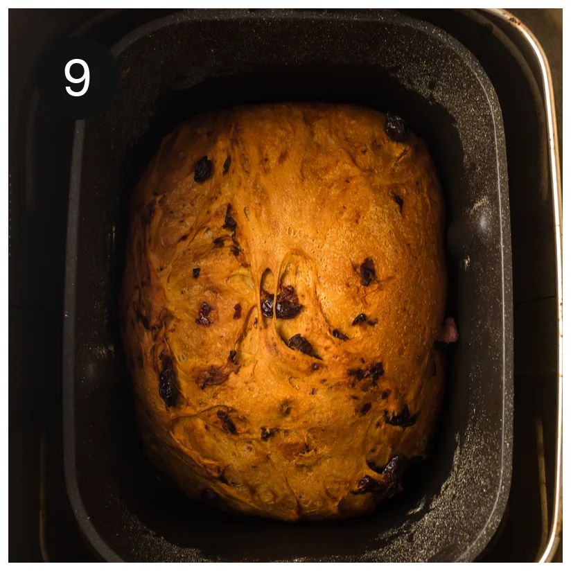 Tall golden loaf studded with dark fruit at the end of the baking cycle
