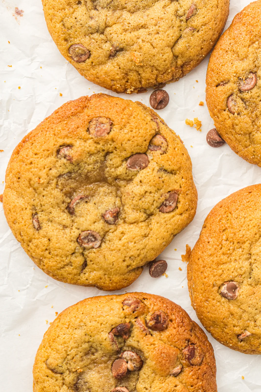 Sourdough discard cookies scattered on parchment with chocolate chips